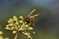 Differenza tra ape e vespa? Ecco come riconoscerle