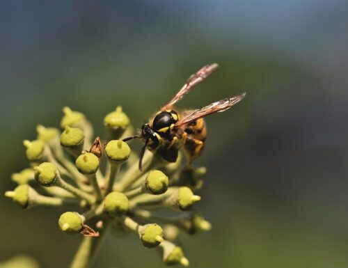 Differenza tra ape e vespa? Ecco come riconoscerle