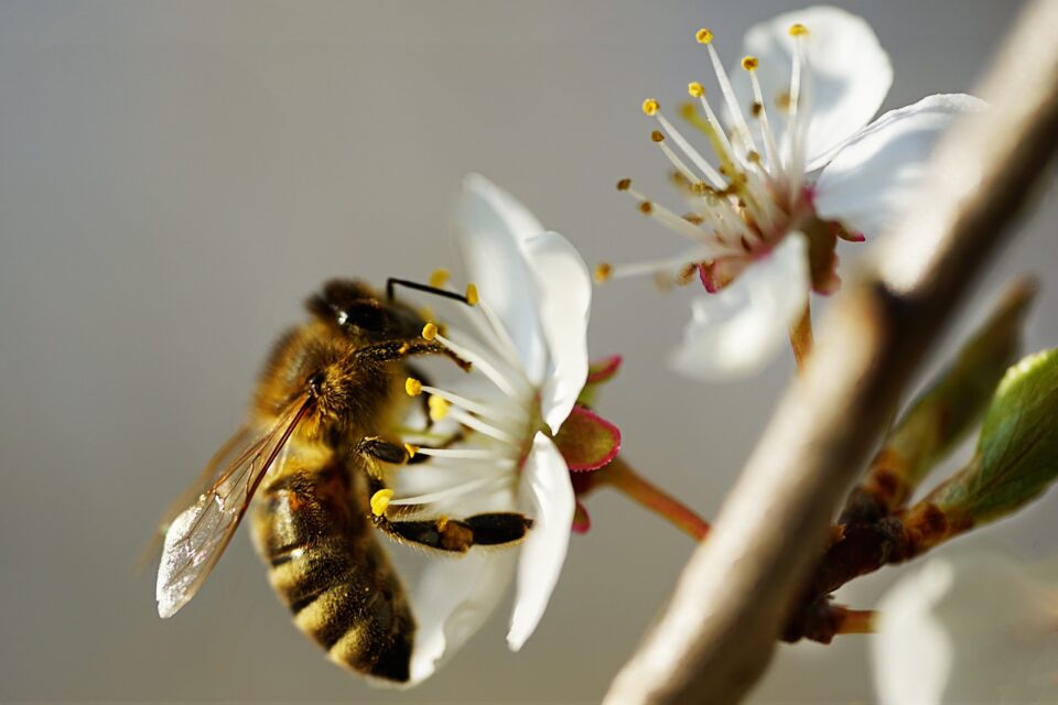 come-riconoscere-api-e-vespe